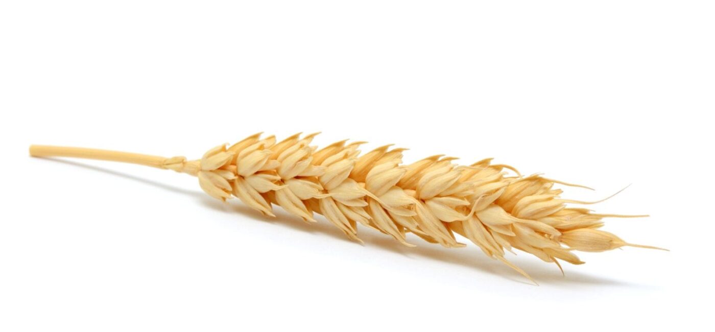 Wheat Faces Monday Losses | Nasdaq