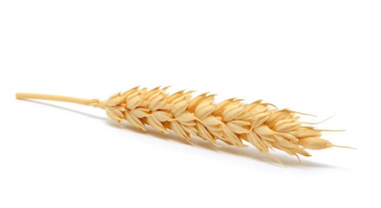 Wheat Faces Monday Losses | Nasdaq