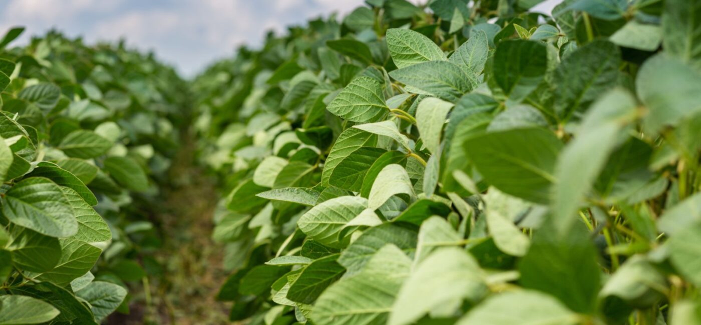Soybeans Rally on Monday, with Condition Ratings Slipping