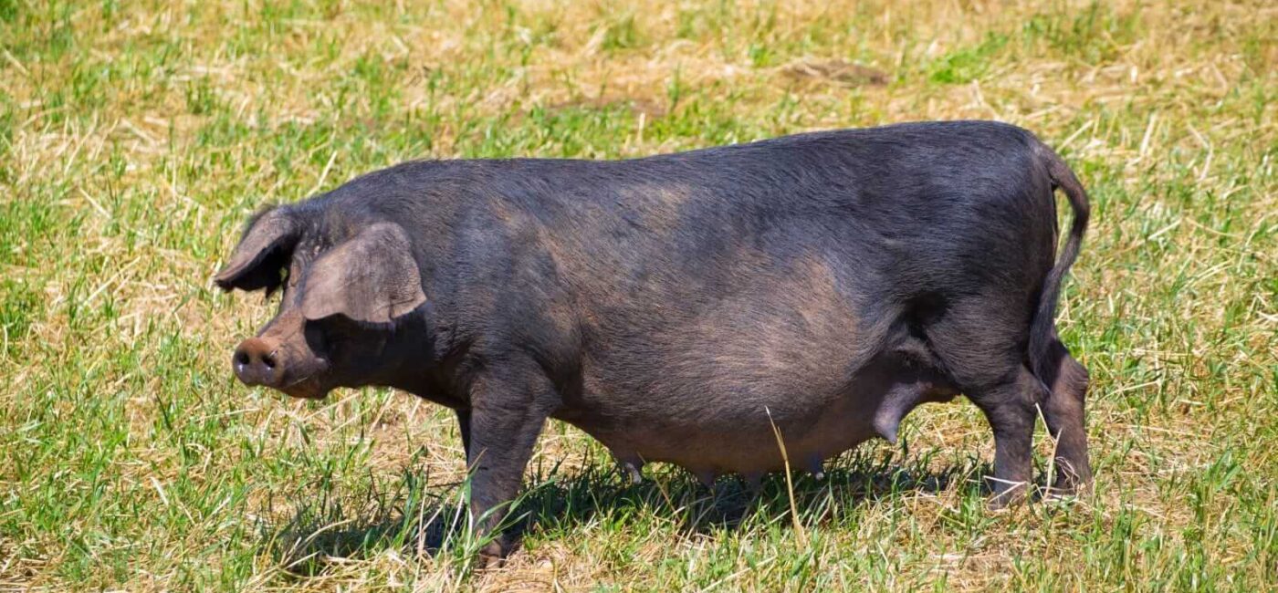 Hogs Holding Steady on Tuesday